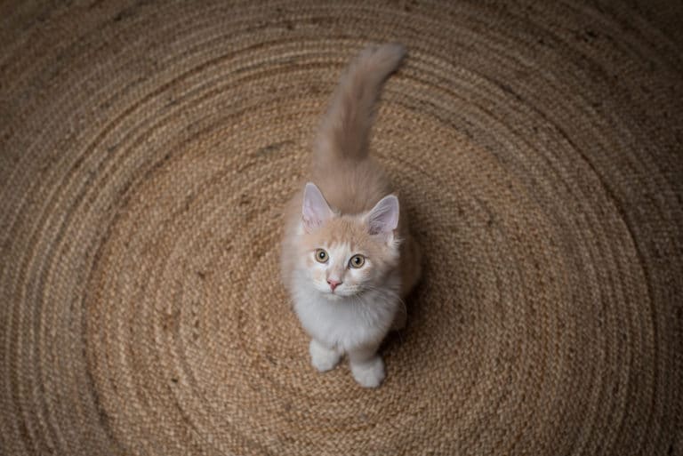 chat cercle
