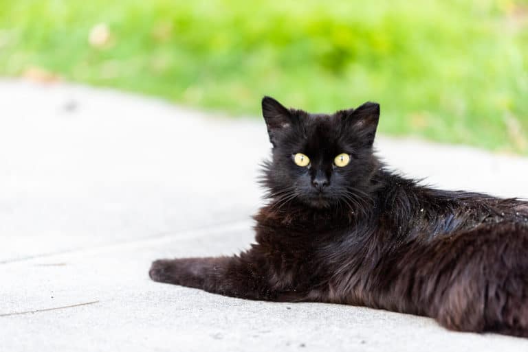 chat a des pellicules