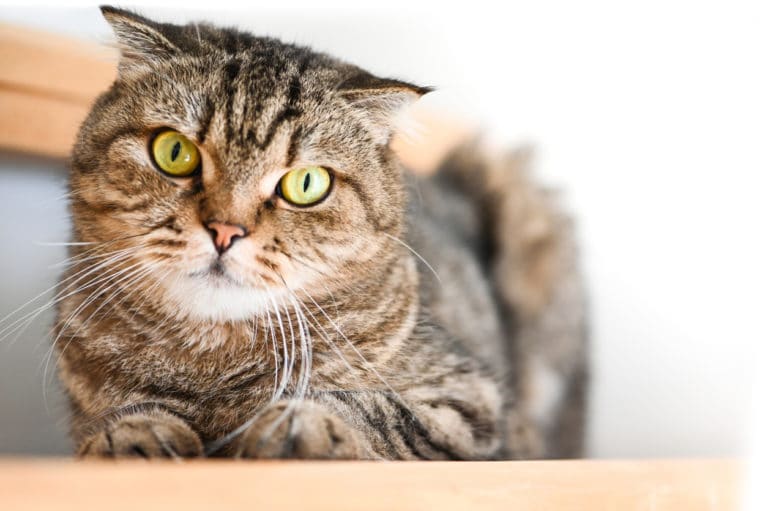 chat