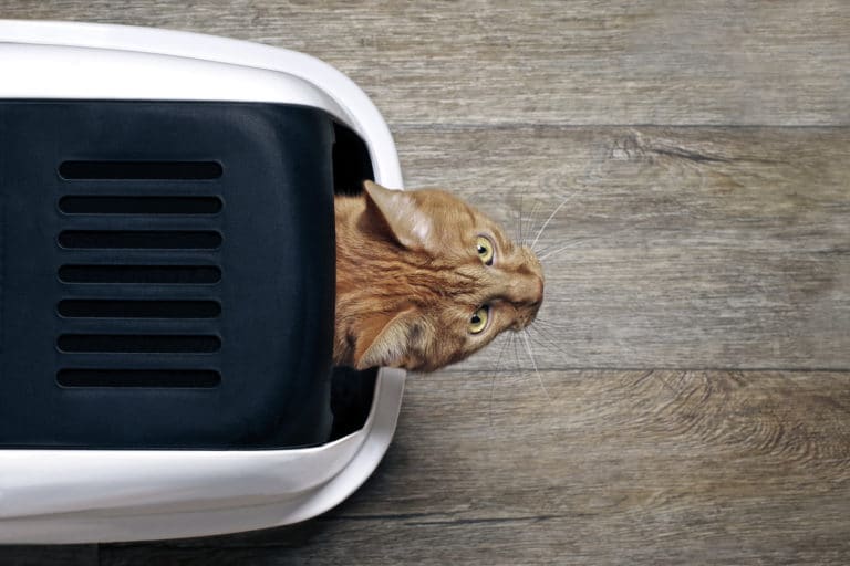 chat litière
