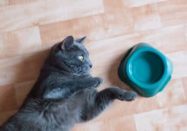 chat