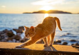 chat été