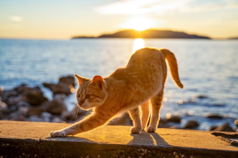 chat été