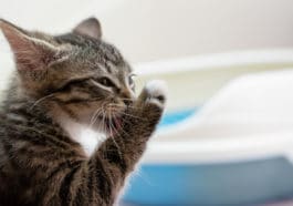 chat