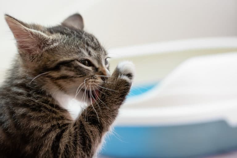 chat