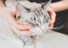 chat ostéopathe