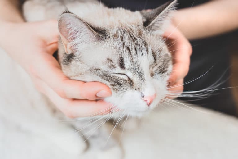 chat ostéopathe
