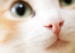 chat nez