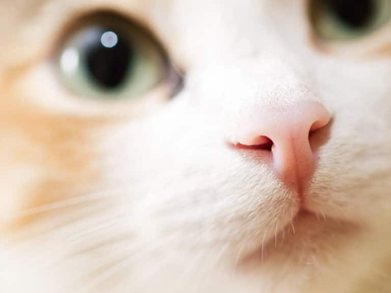 chat nez