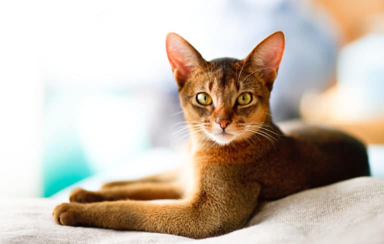 chat abyssin