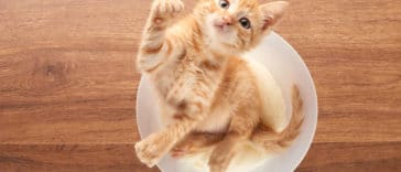 chat adolescent