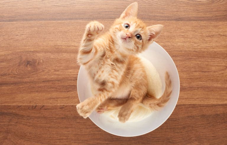 chat adolescent