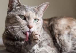 chat fait sa toilette