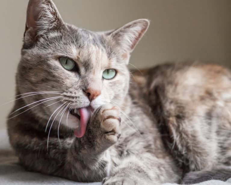 chat fait sa toilette