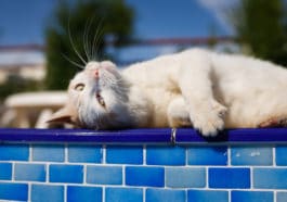 chat piscine