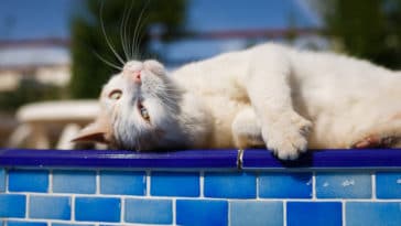 chat piscine