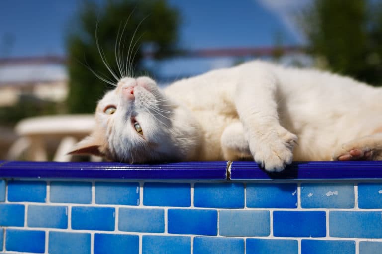 chat piscine