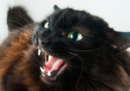 chat agressif