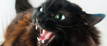 chat agressif