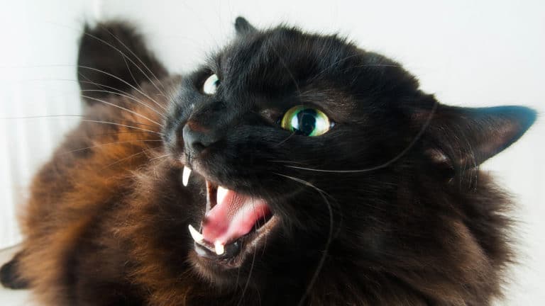 chat agressif