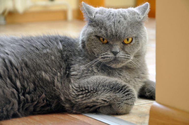 chat