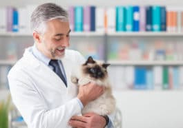 vétérinaire chat