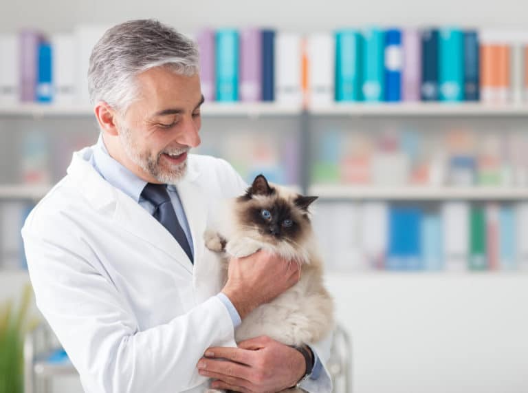vétérinaire chat