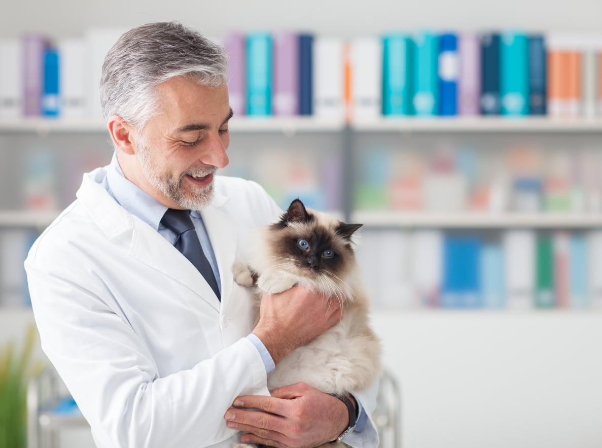 vétérinaire chat