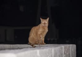 chat yeux qui brillent