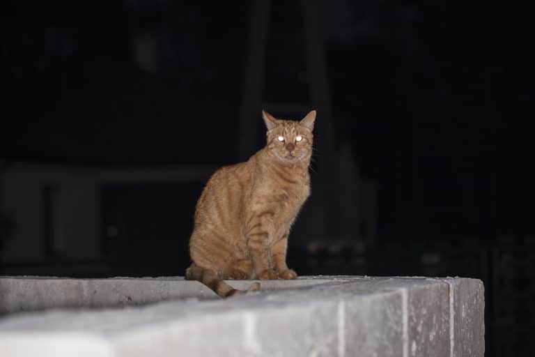 chat yeux qui brillent