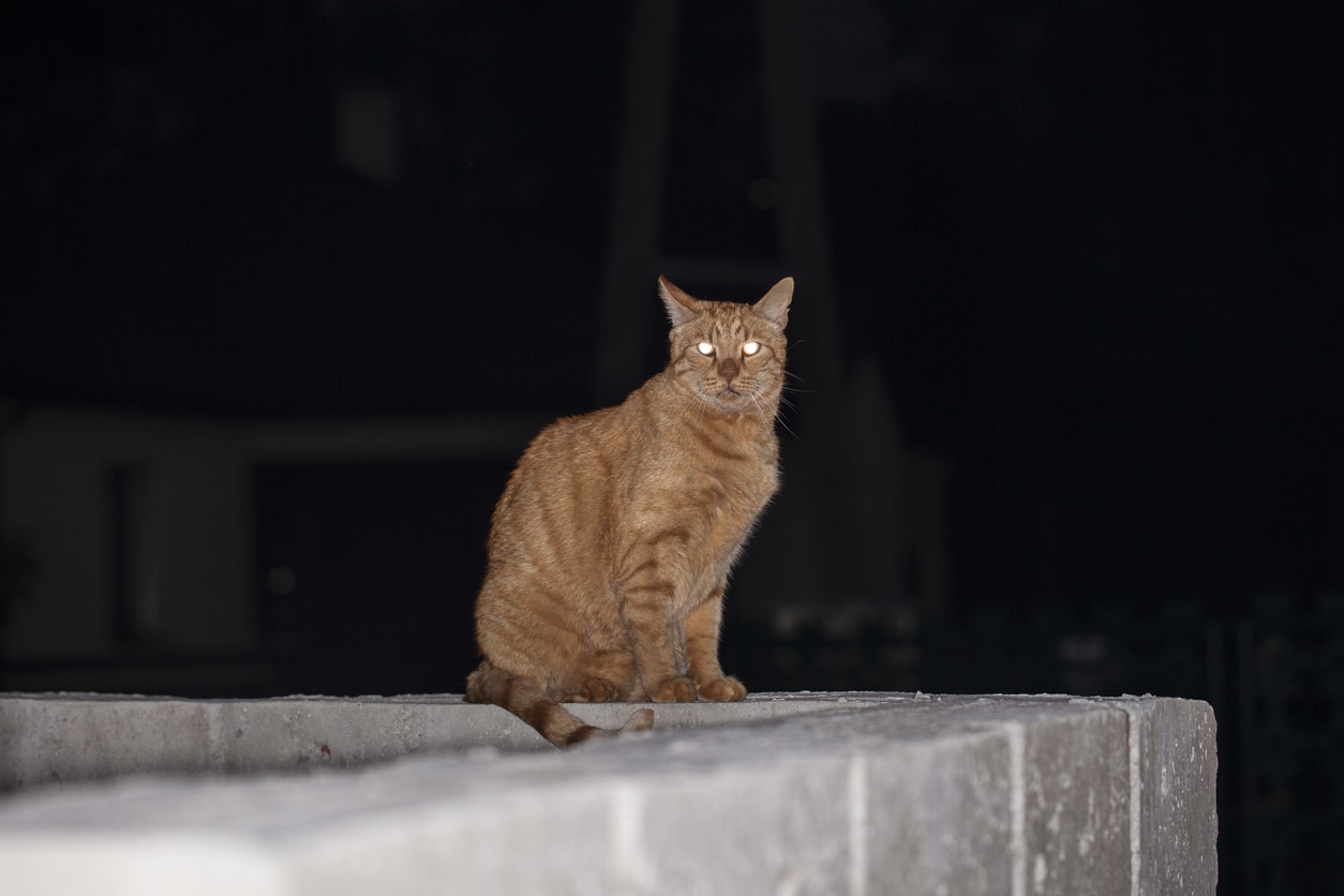 chat yeux qui brillent