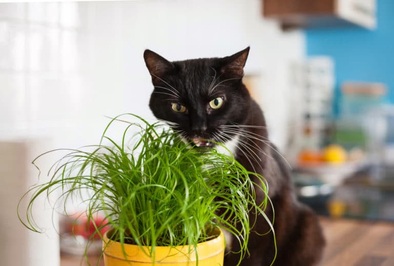 chat vermifuge naturel