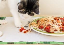 chat pâtes