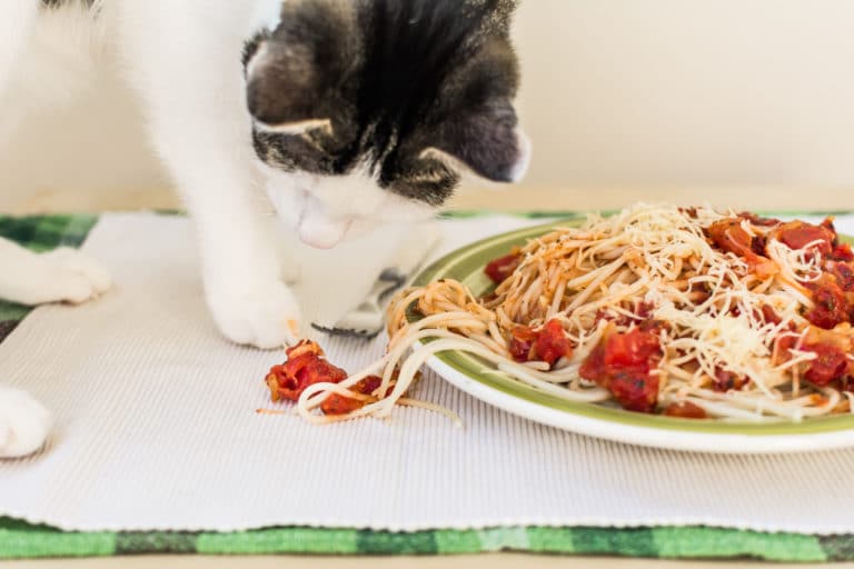 chat pâtes