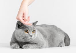 chat oreilles chaudes
