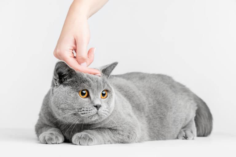 chat oreilles chaudes
