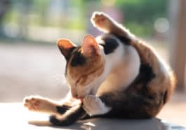 chat se toilette