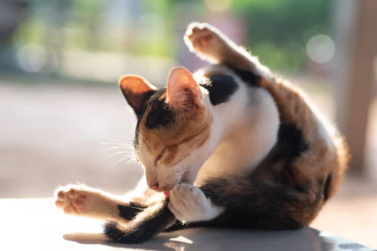 chat se toilette