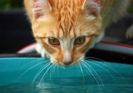 chat eau