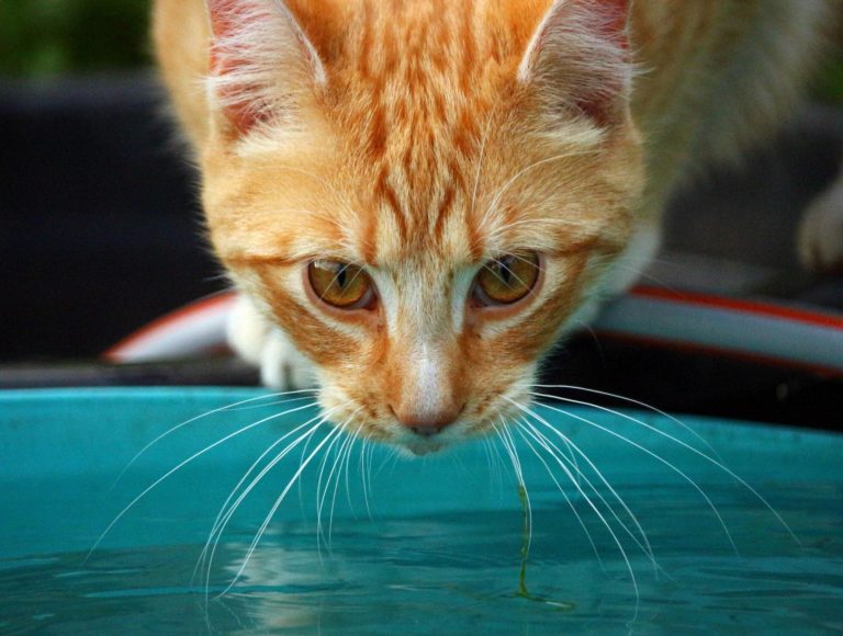 chat eau