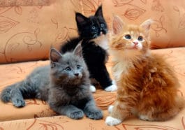 chatons