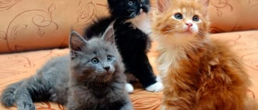 chatons