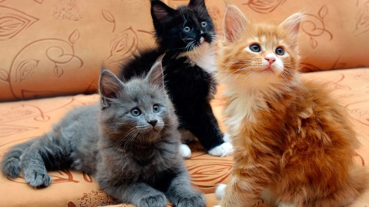 chatons