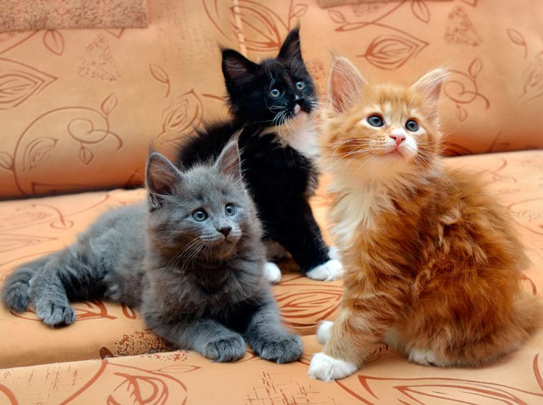 chatons