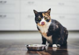chat mange