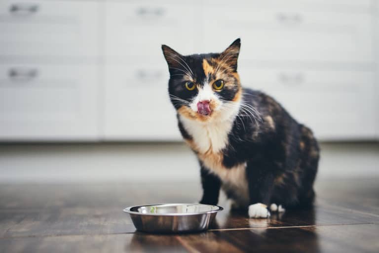 chat mange