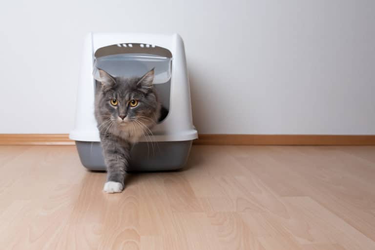 chat litière