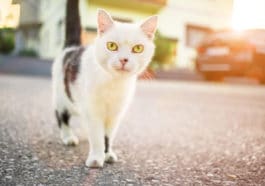chat été
