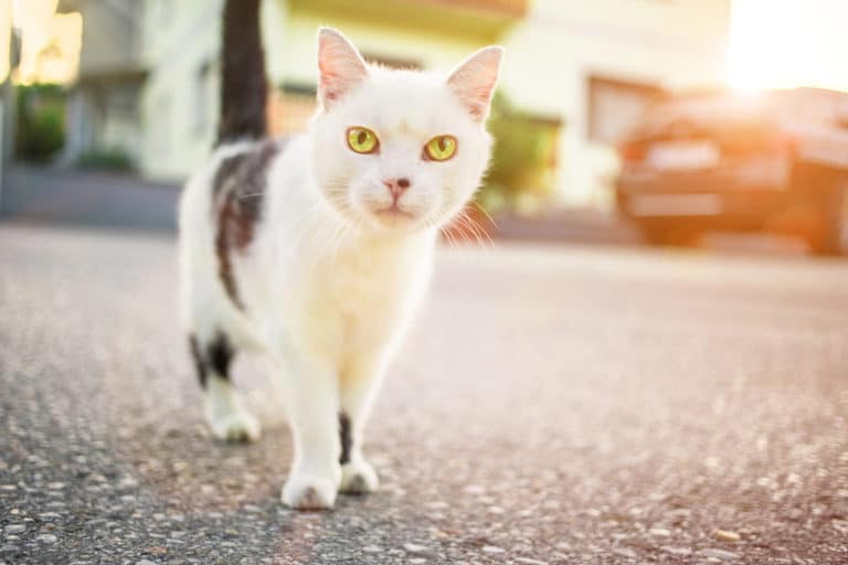 chat été