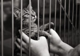 chat refuge